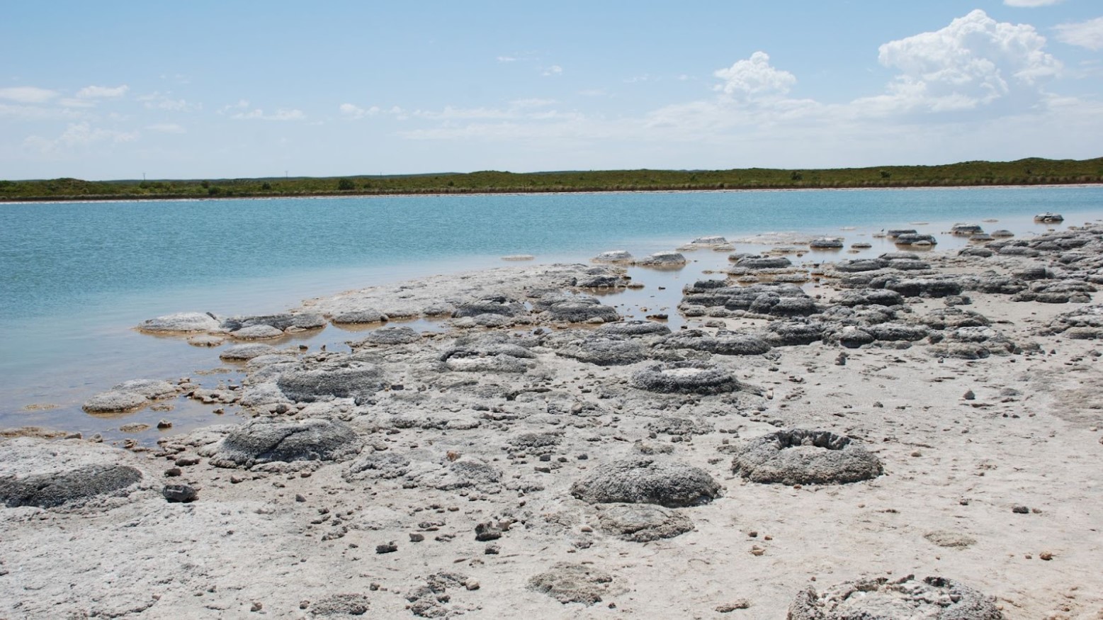 Stromatolites seen in Western Australia near water in the daytime.