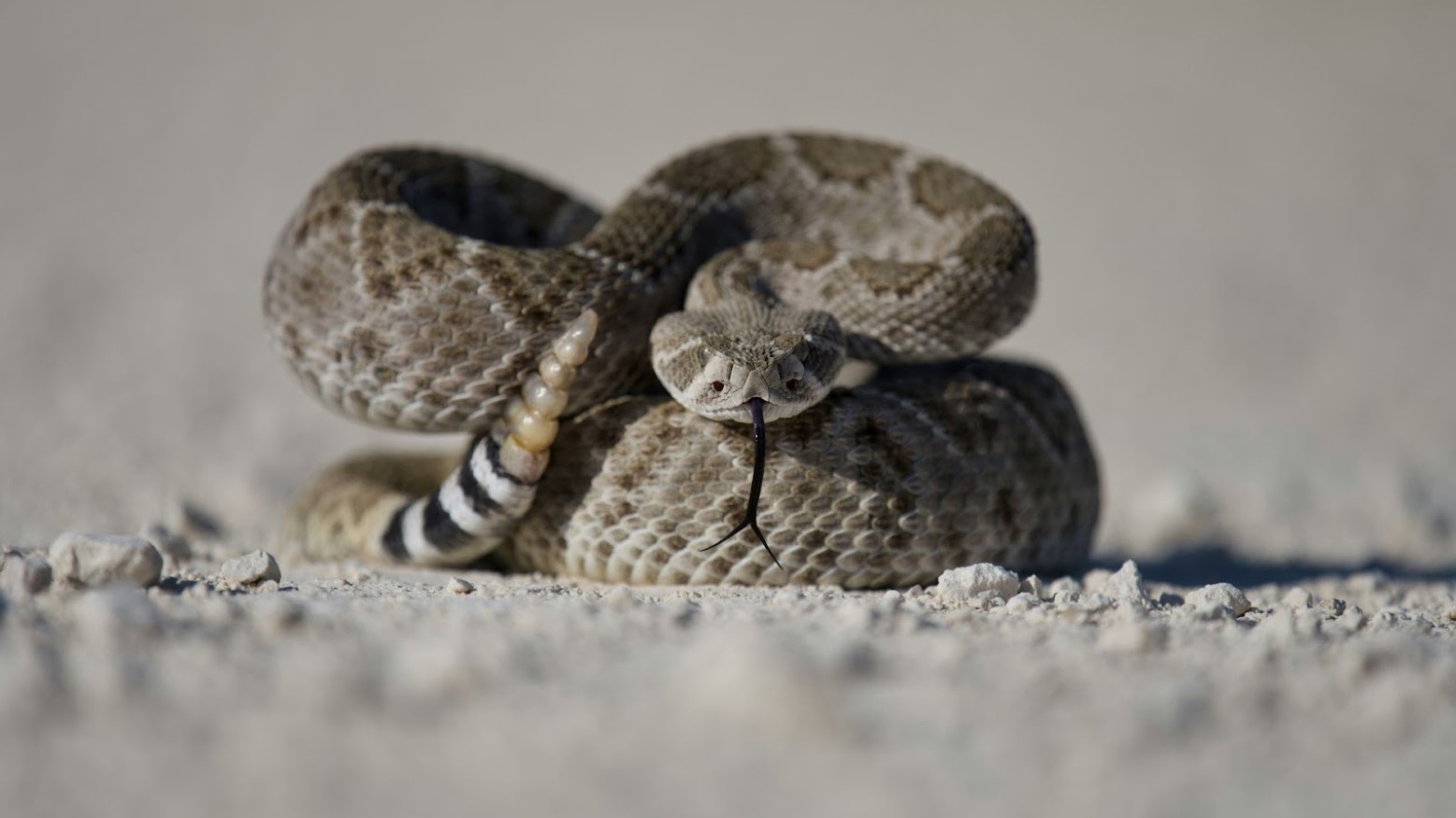 A rattlesnake on a rocky ground.