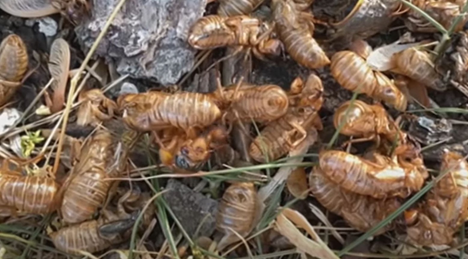 A group of cicadas on the ground. They are light brown in color and are lying on top of each other.