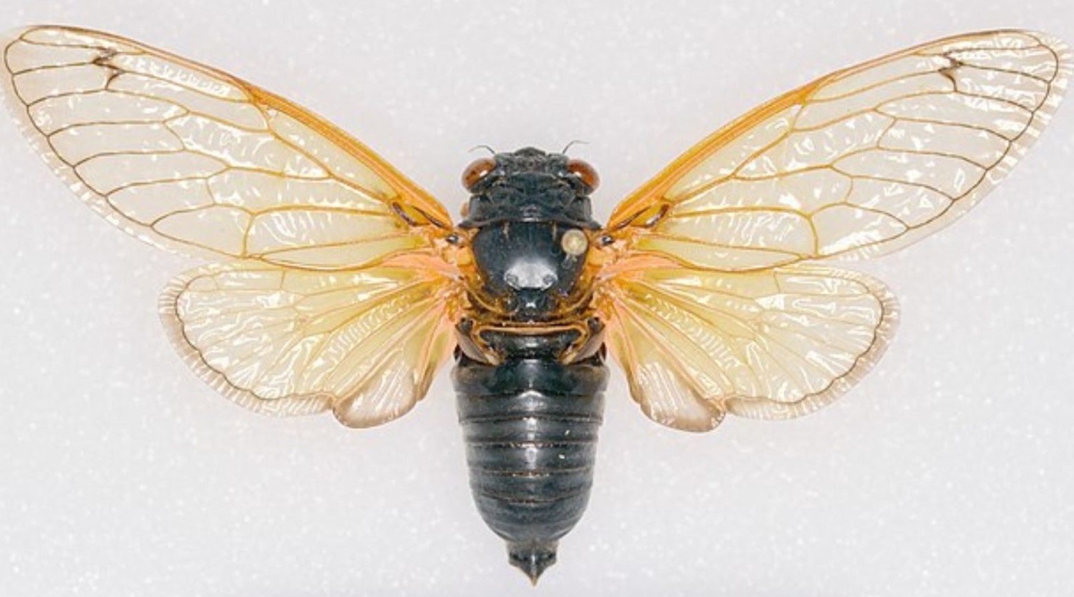 A cicadas from brood XIX. The cicadas has a black body, orange wings, and red eyes.
