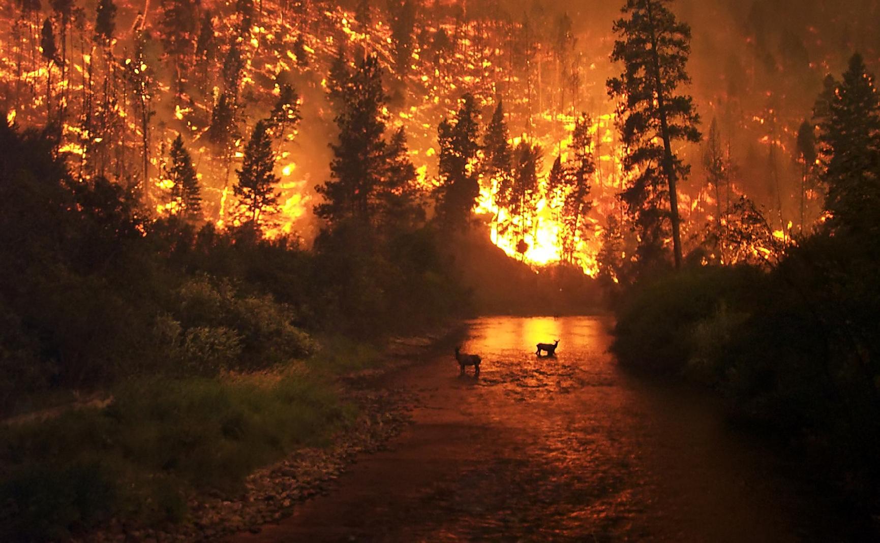 A photograph of a large wildfire in the US state of Montana