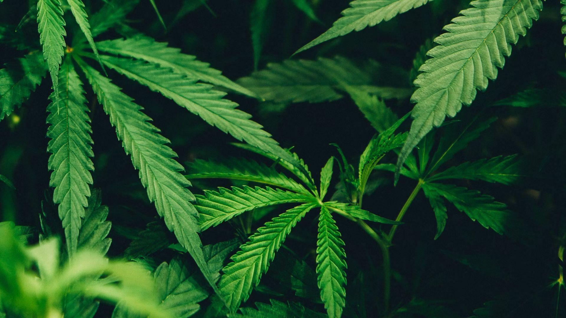 A marijuana plant.