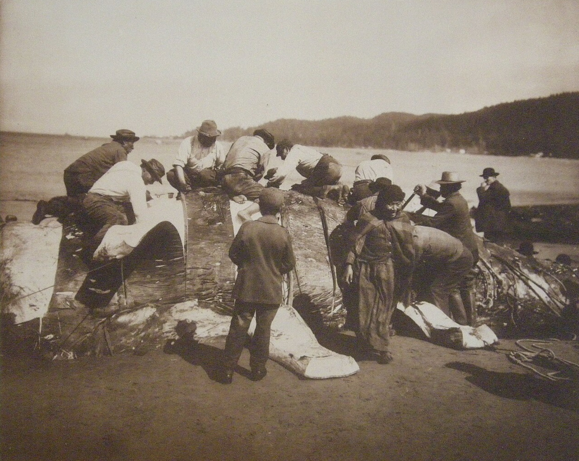 A photograph of several people gathered around a dead whale