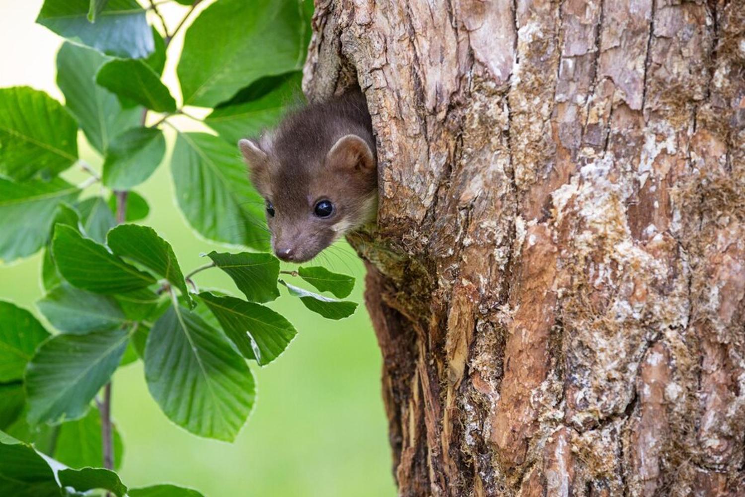 Photograph of a small field mouse peeking its head out from a hole in a tree