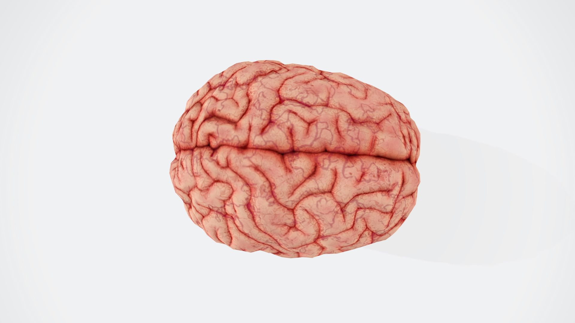 A close-up of a brain on a white surface.