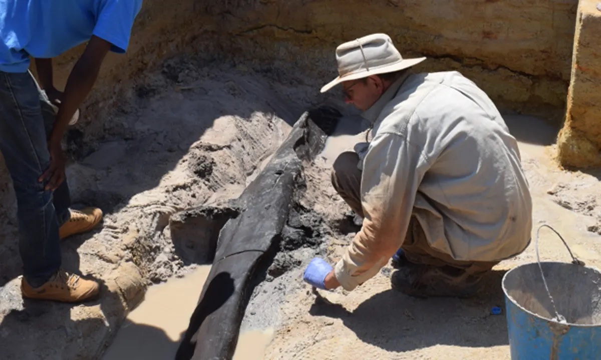 Prof Larry Barham uncovering a wooden structure