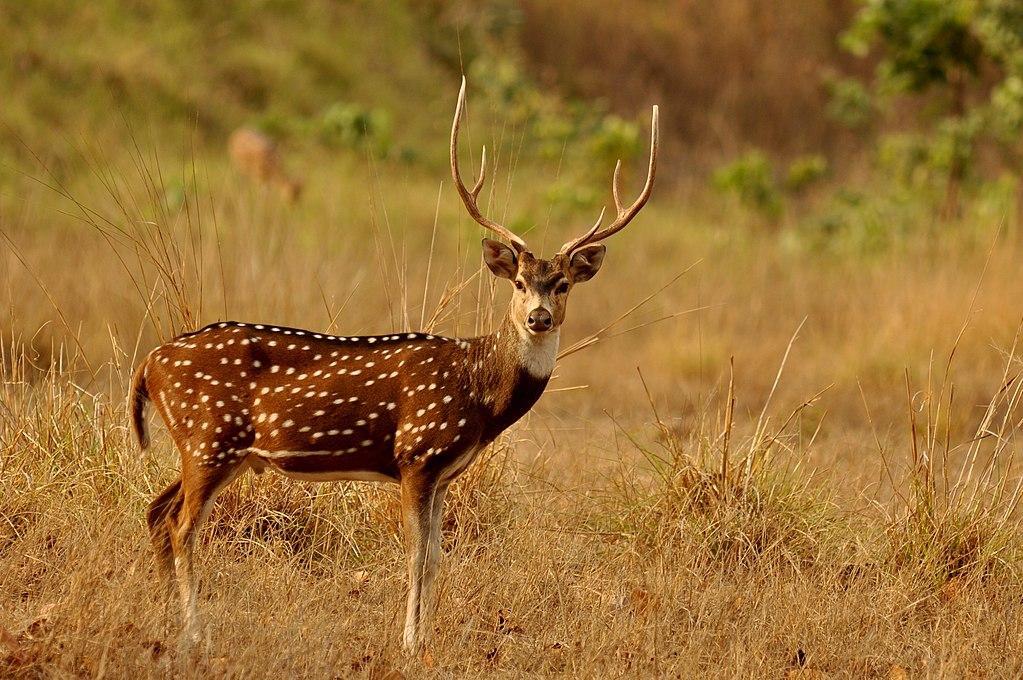 A photograph of an axis deer in the wilderness