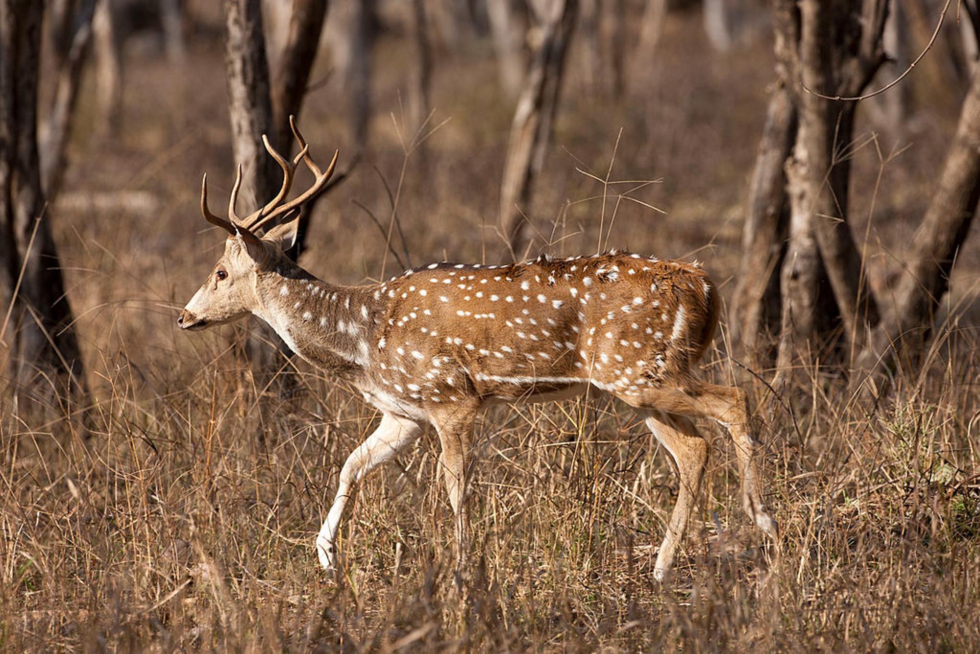 A spotted axis deer pictured roaming through the woods