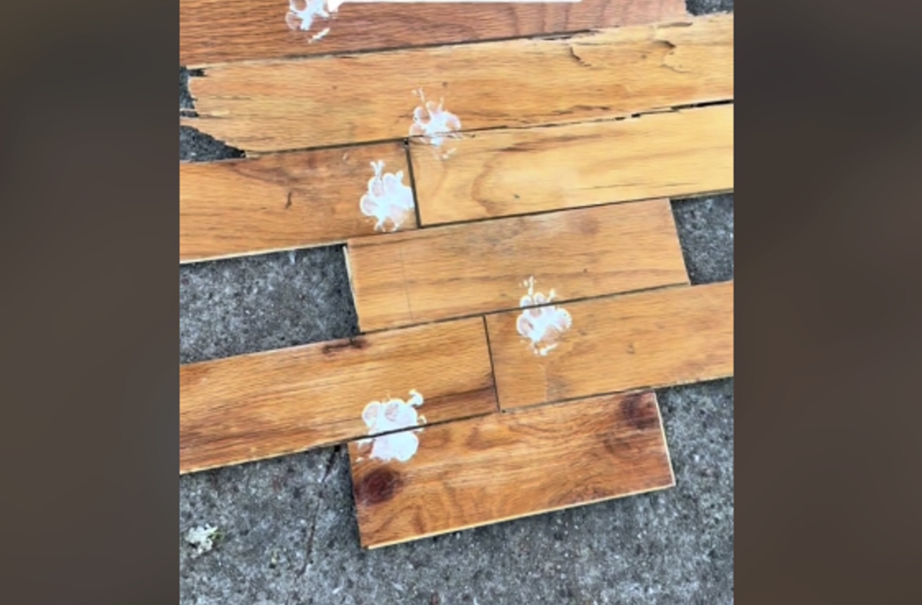 An image of floorboards that have the stained paw prints of a large dog