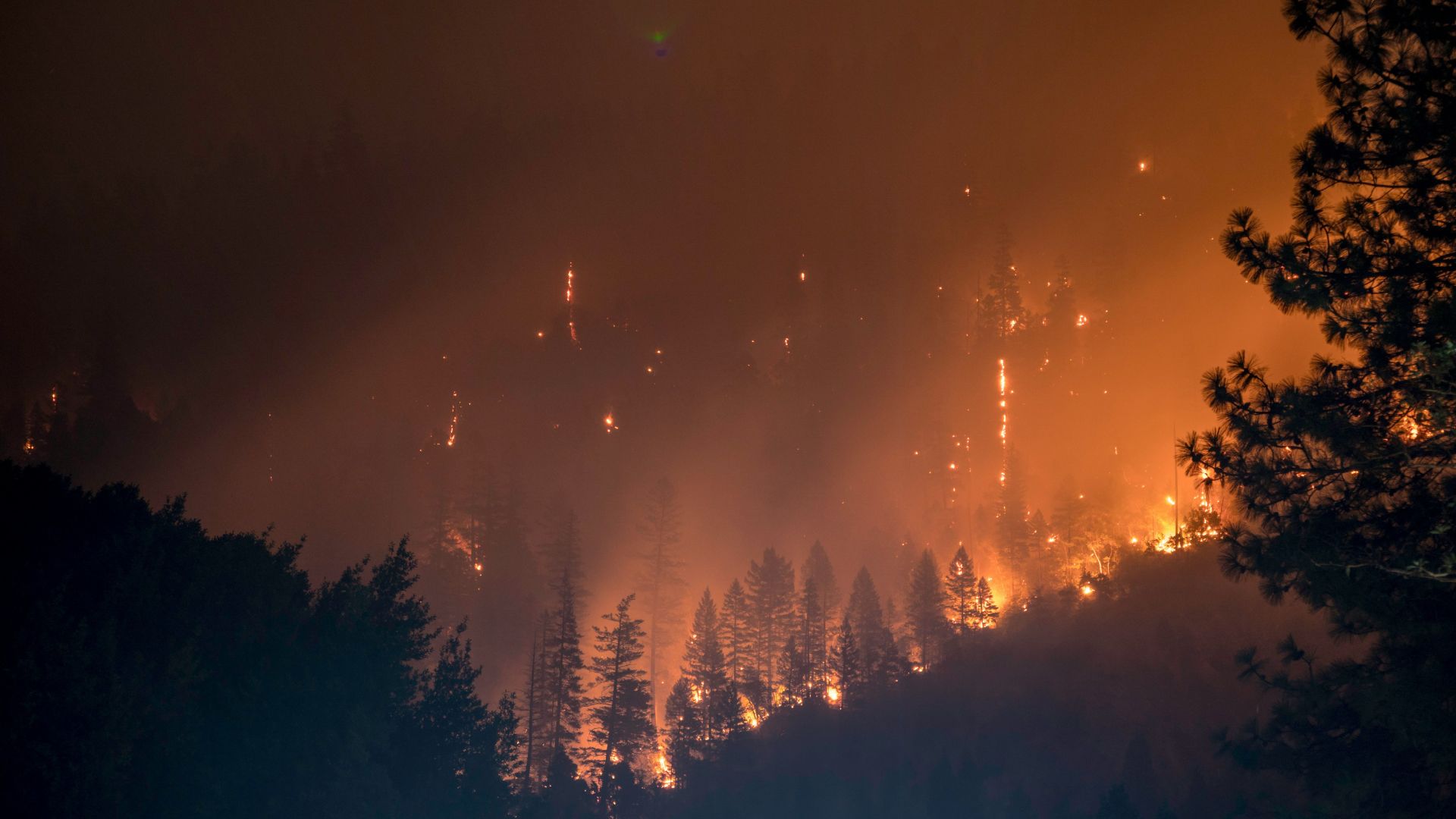 A view of a forest fire, with many trees on fire, seen in the evening.