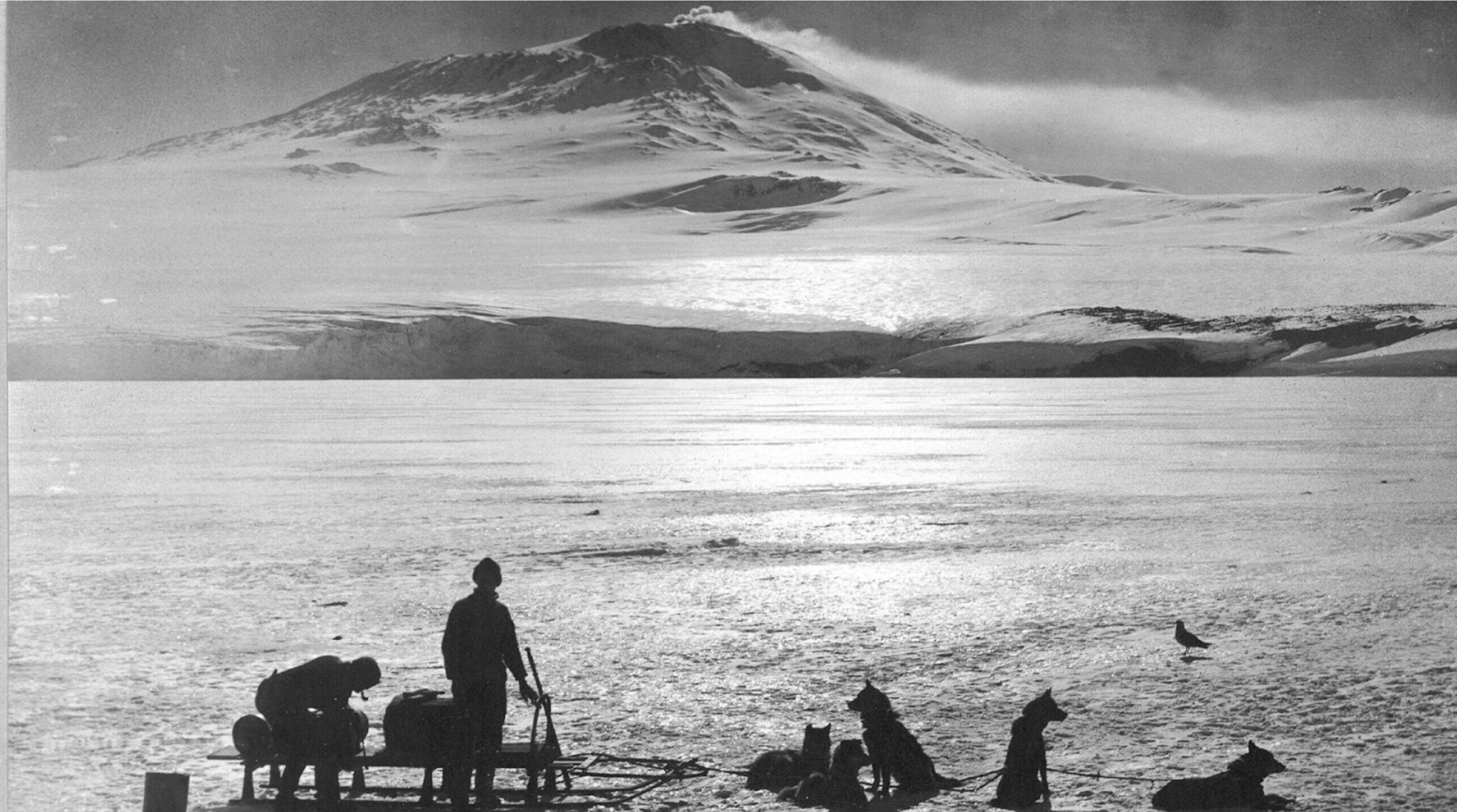 A black and white photo from 1911 of Mount Erebus in front of a dog sledding team.