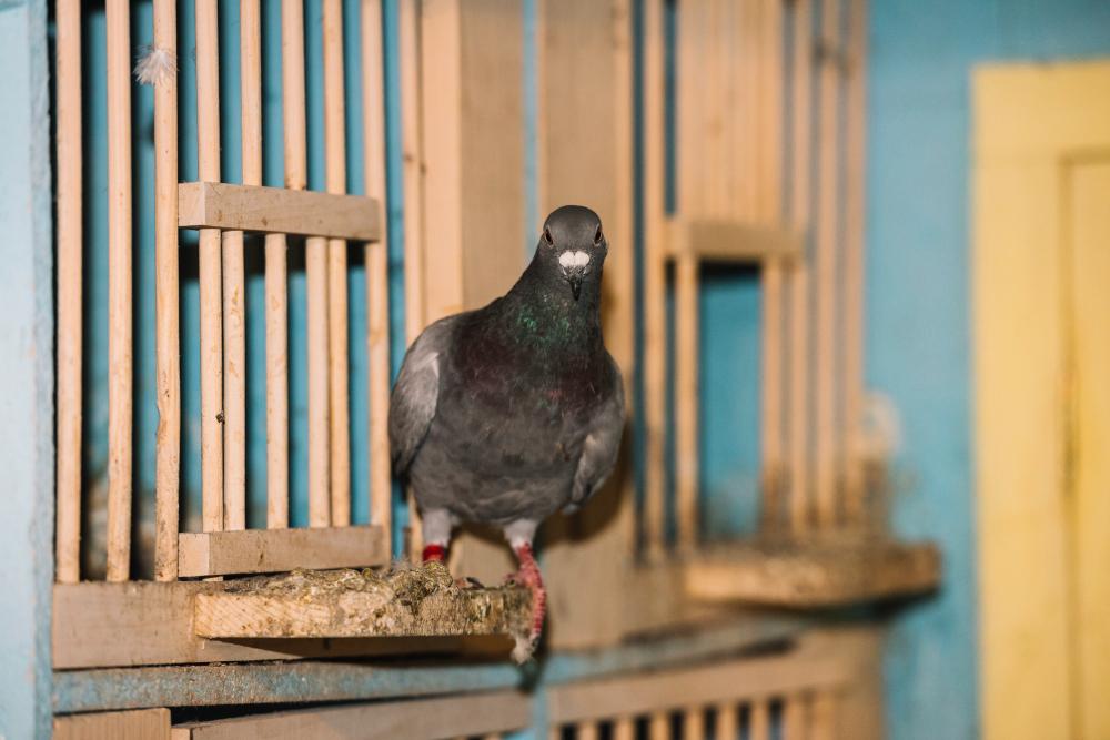 A homing pigeon is pictured sitting outside its cage