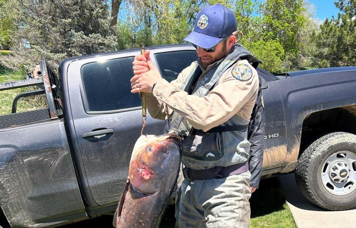CPW aquatic staff holding a large carp