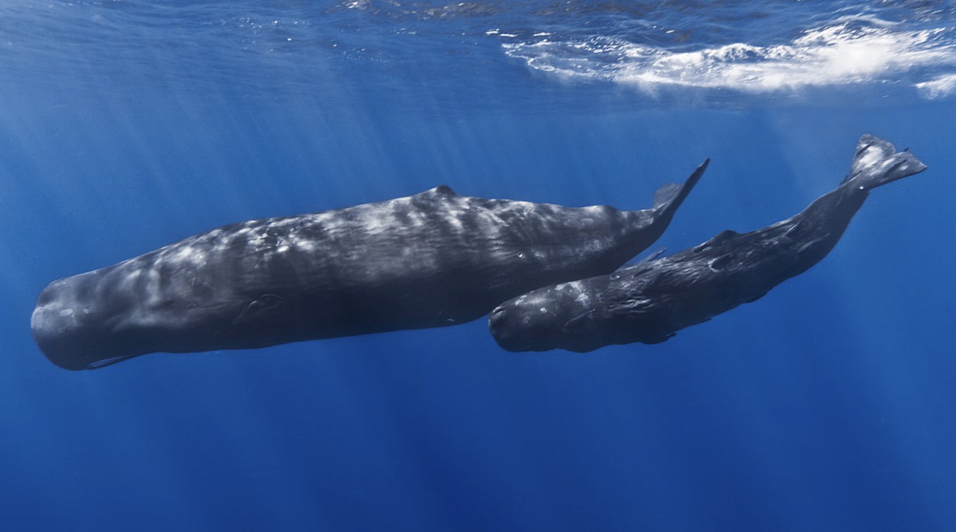 An underwater photograph of a large whale and its offspring
