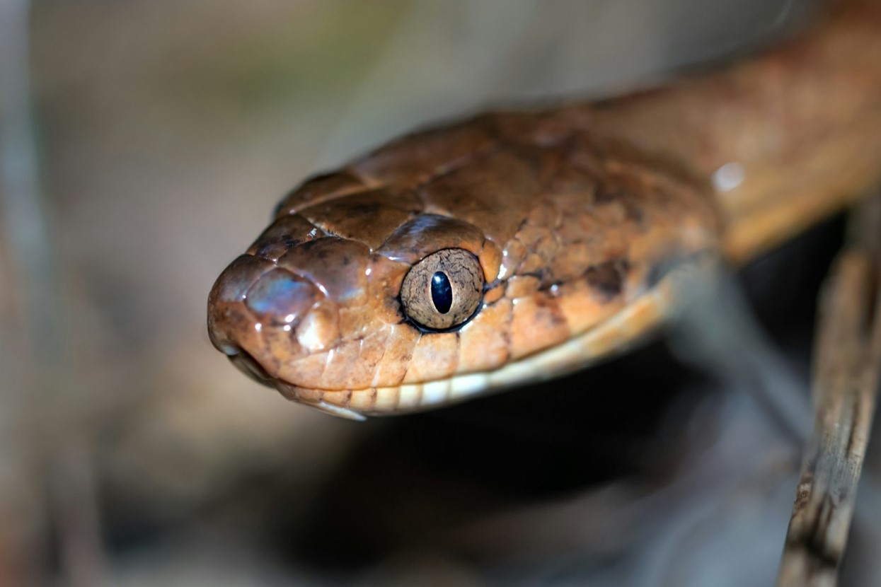 A close-up shot of the head of a brown tree snake
