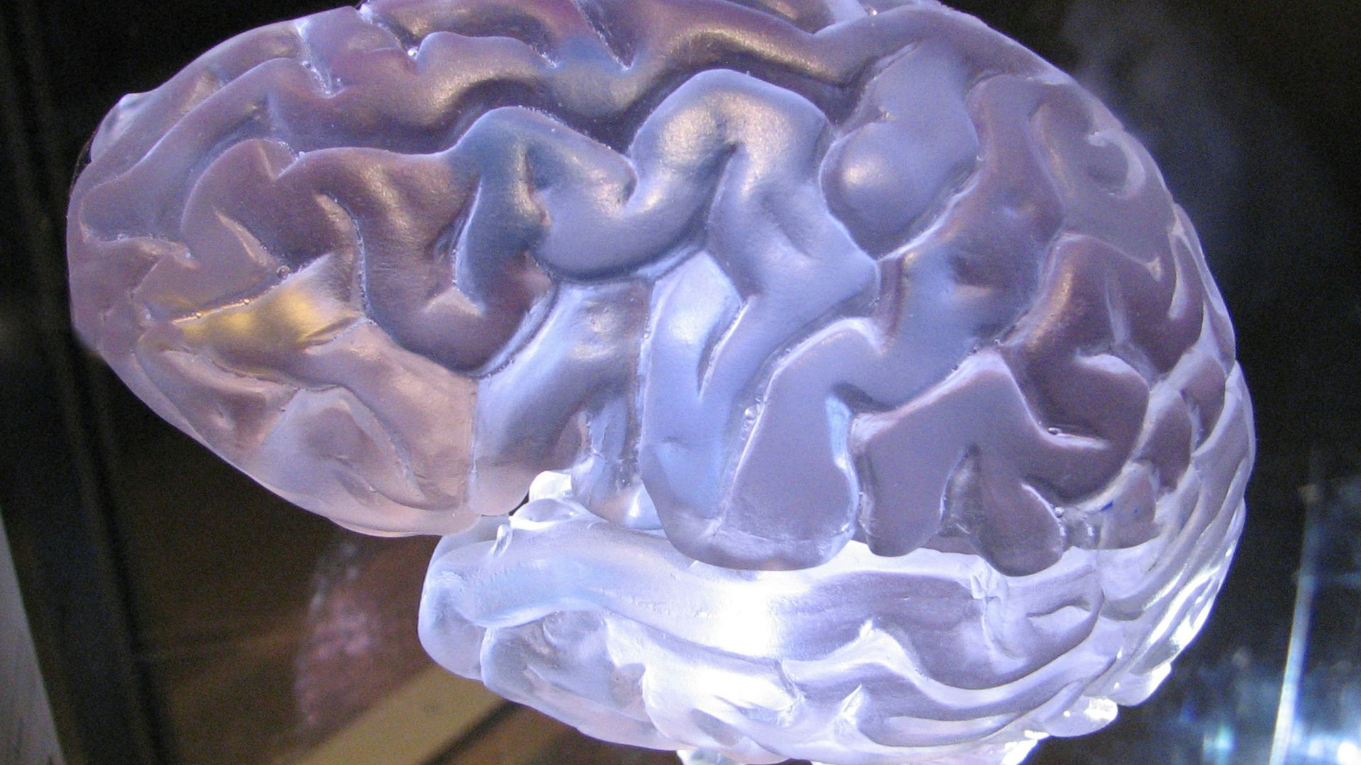 A close-up of a clear, lit-up brain statue.