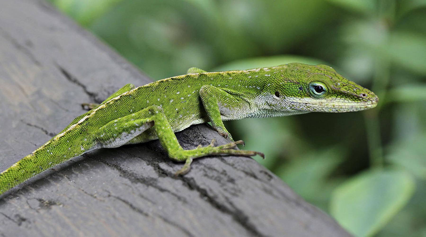 Close-up photograph of an anole lizard in the Caribbean
