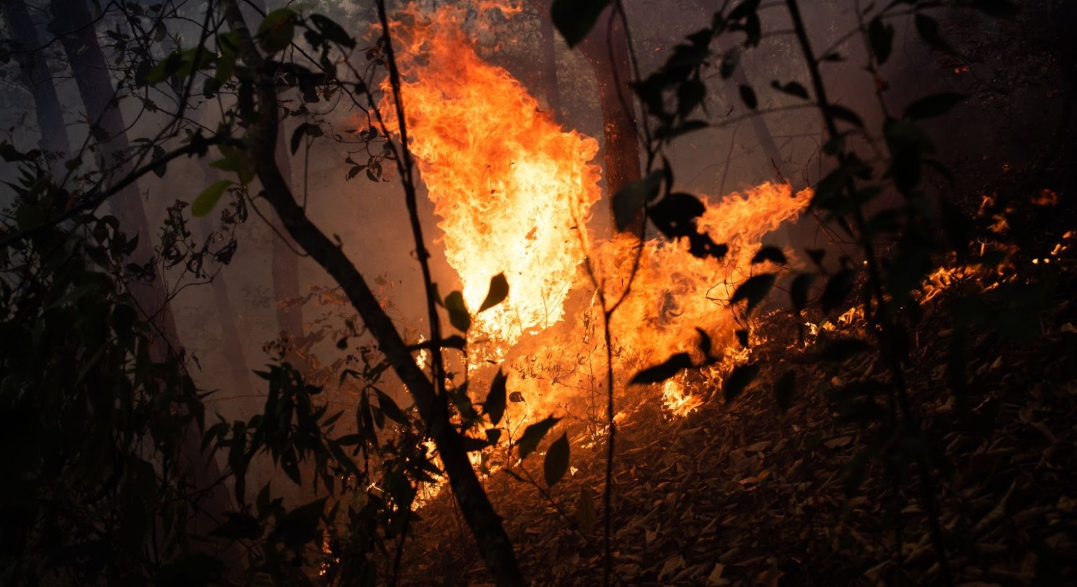 A forest fire. The fire is in the forest's center, and trees surround it.