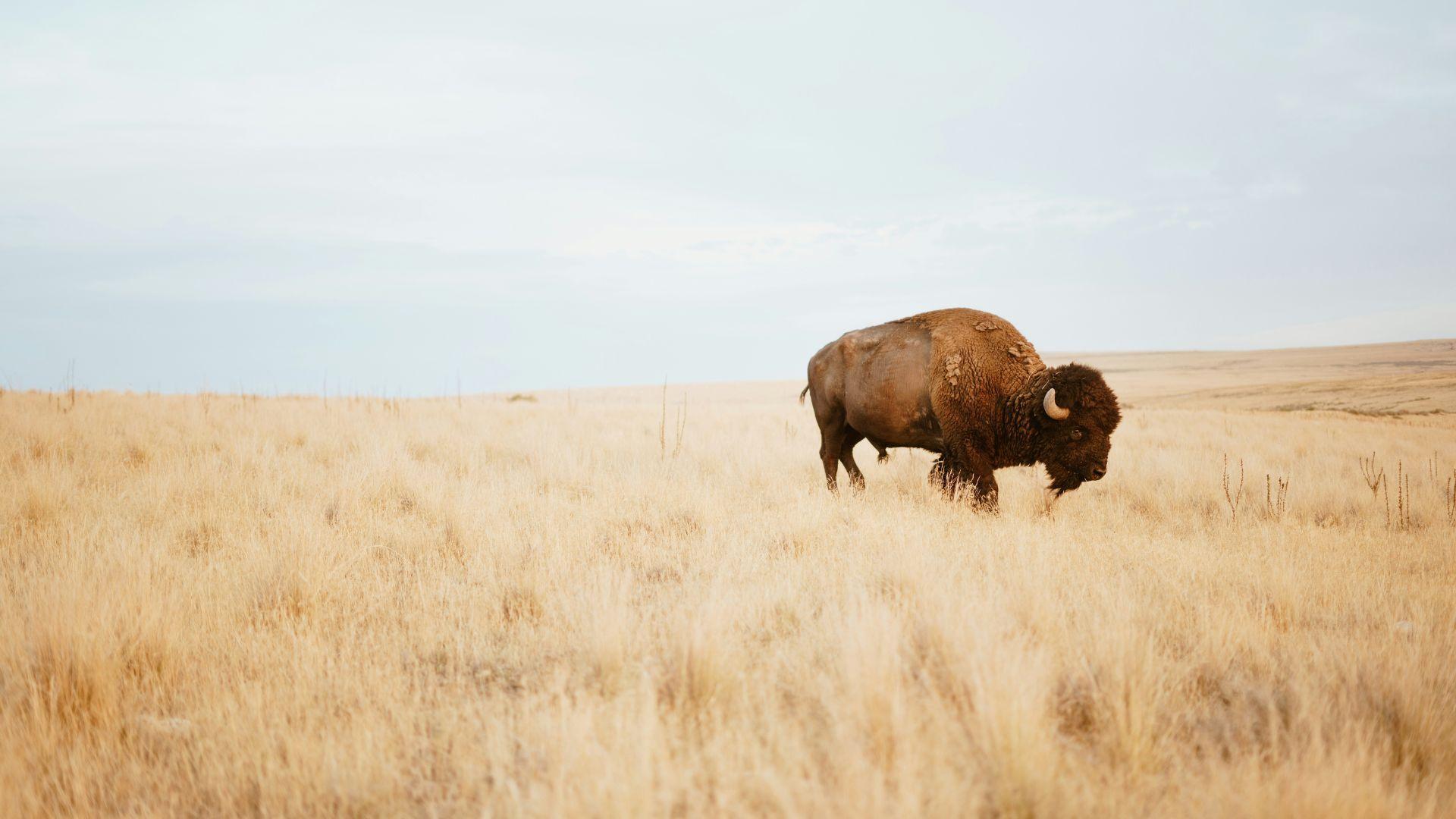 A bison seen grazing on grass in the daytime.