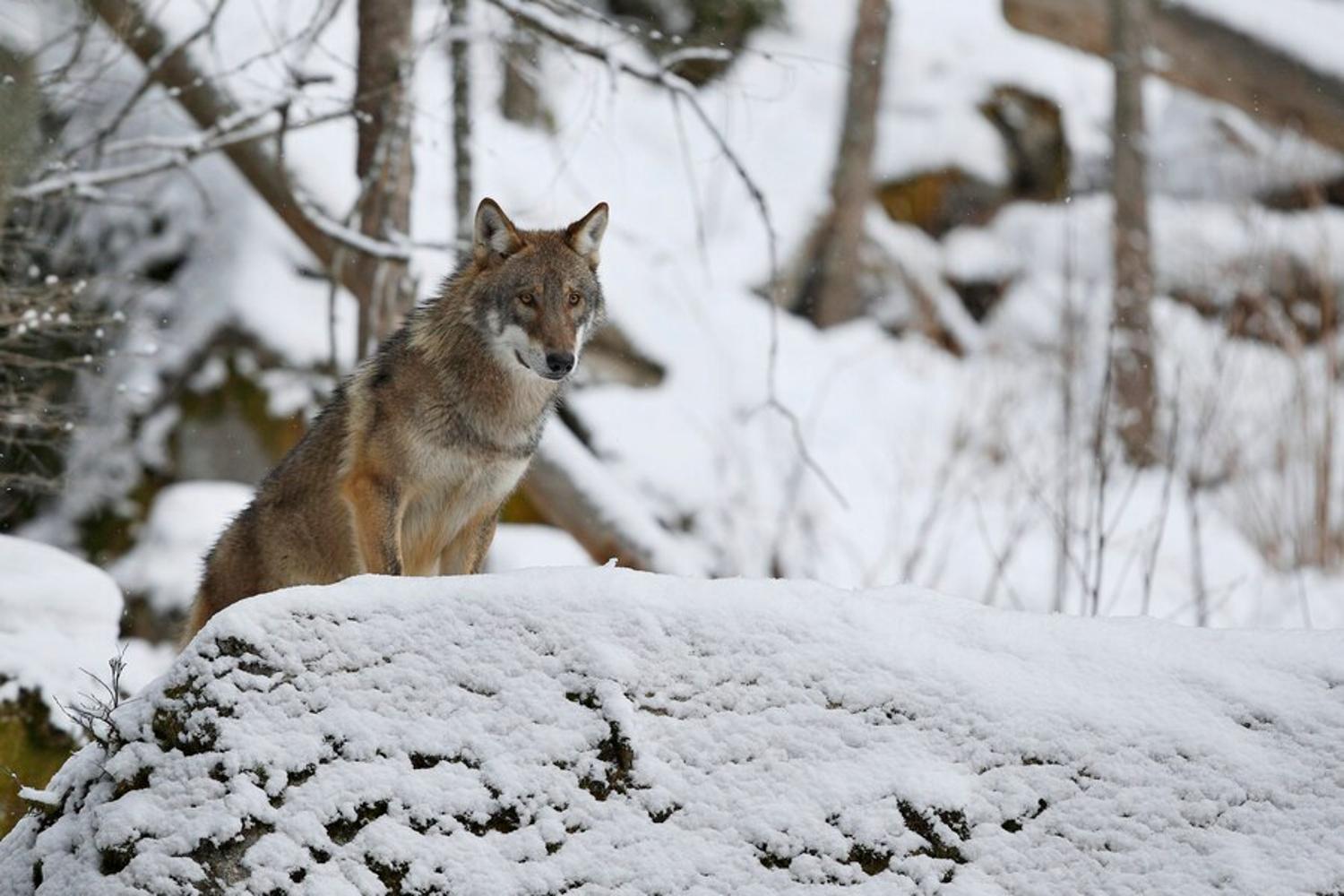 Photograph of a fox sitting and watching for prey in a snowy forest