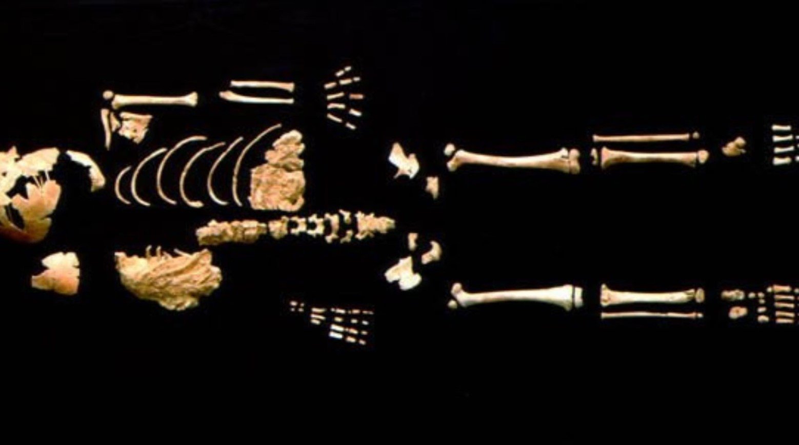 The bone structure of the Lapedo Child. He has a curved spine and long feet.