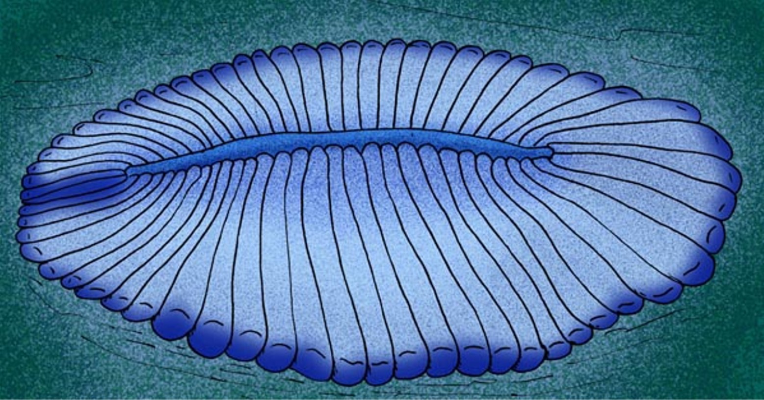 Illustrative reconstruction of the proarticulatan Dickinsonia costata