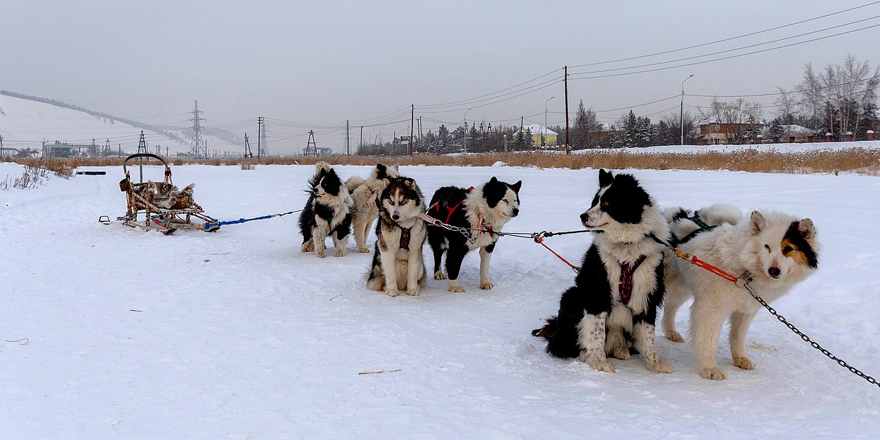 A group of snow dogs are pictured in the small village of Batagay