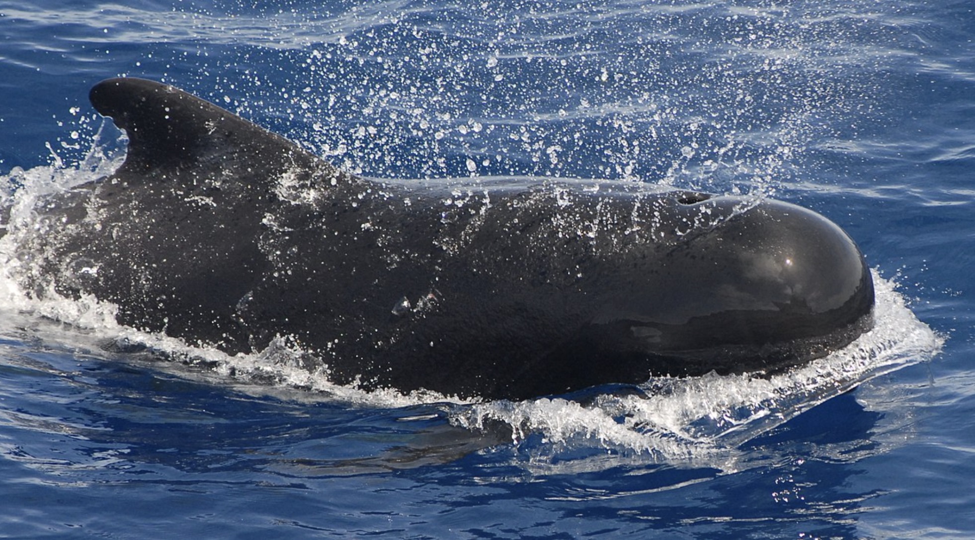 A photograph of a large whale above the water