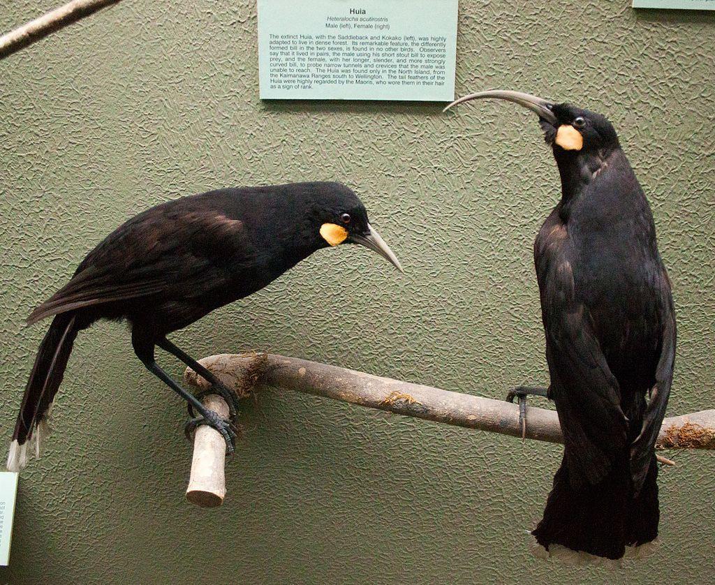 Taxidermy Huai bird exhibit of a pair at Canterbury Museum.