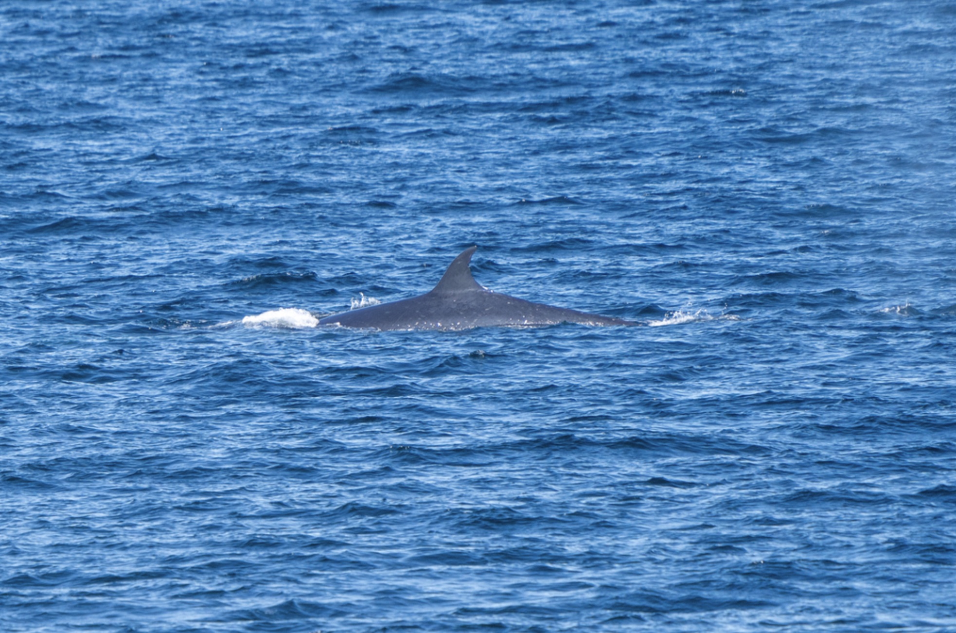 A photograph of a Sei Whale in the distance