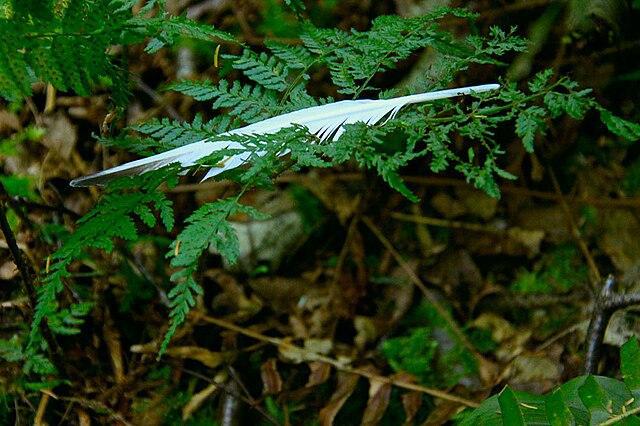 White feather on a fern bush in Green Timbers Park, Surrey.