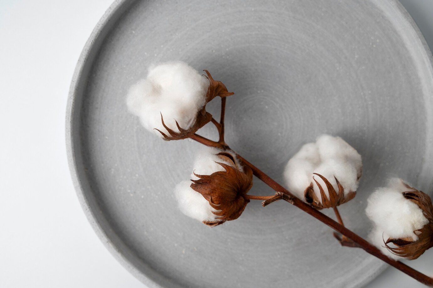 fluffy cotton on buds laid on a grey plate