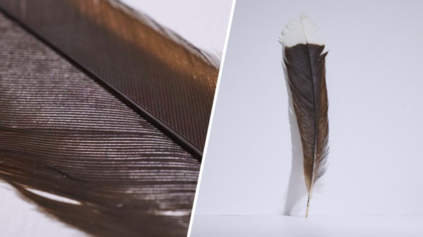 Rare brown and white bird feather found in New Zealand.