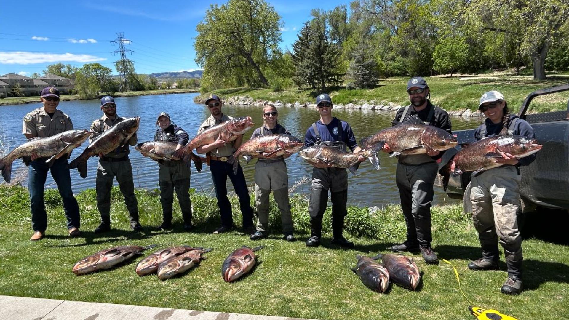 CPW aquatic staff remove invasive species from Arvada pond.