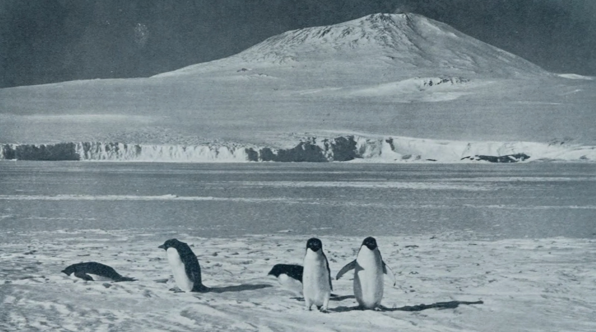 Penguins in front of Mount Erebus in a photo from 1913.