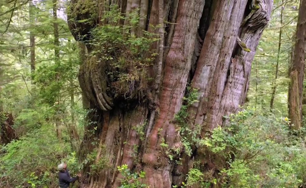 A photograph of a man gazing up at a tall red cedar