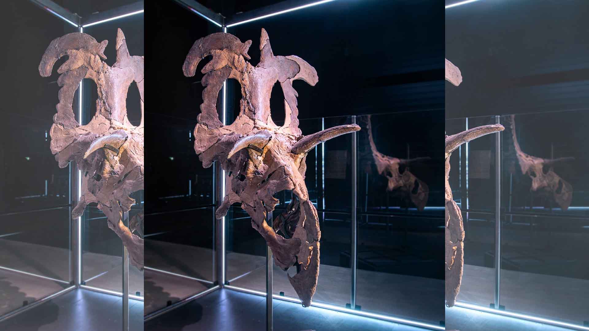 Reconstructed fossil skull bones of Lokiceratops