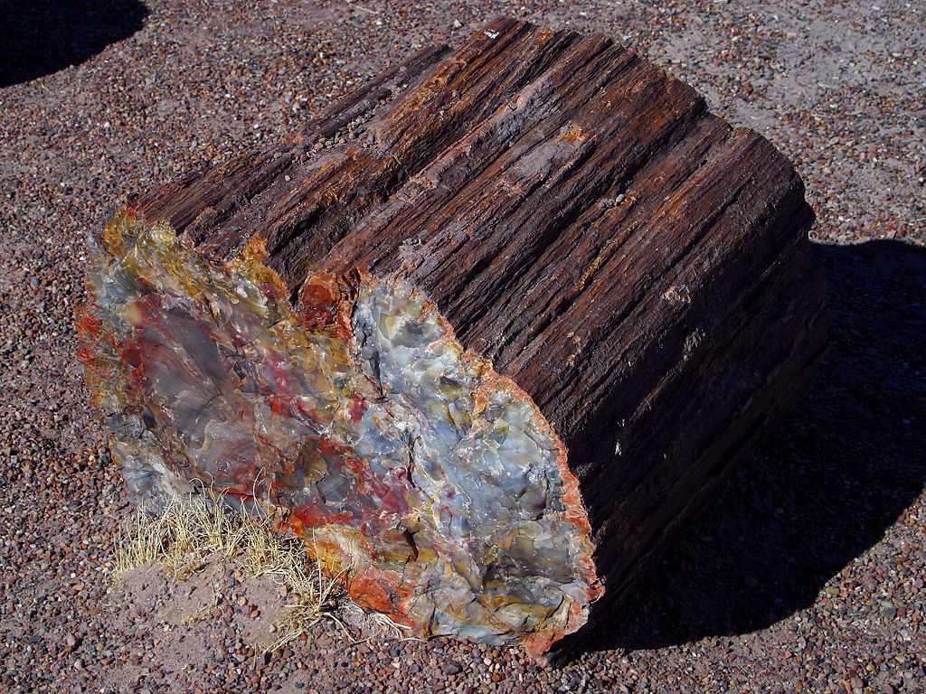 A photograph of a large piece of petrified wood