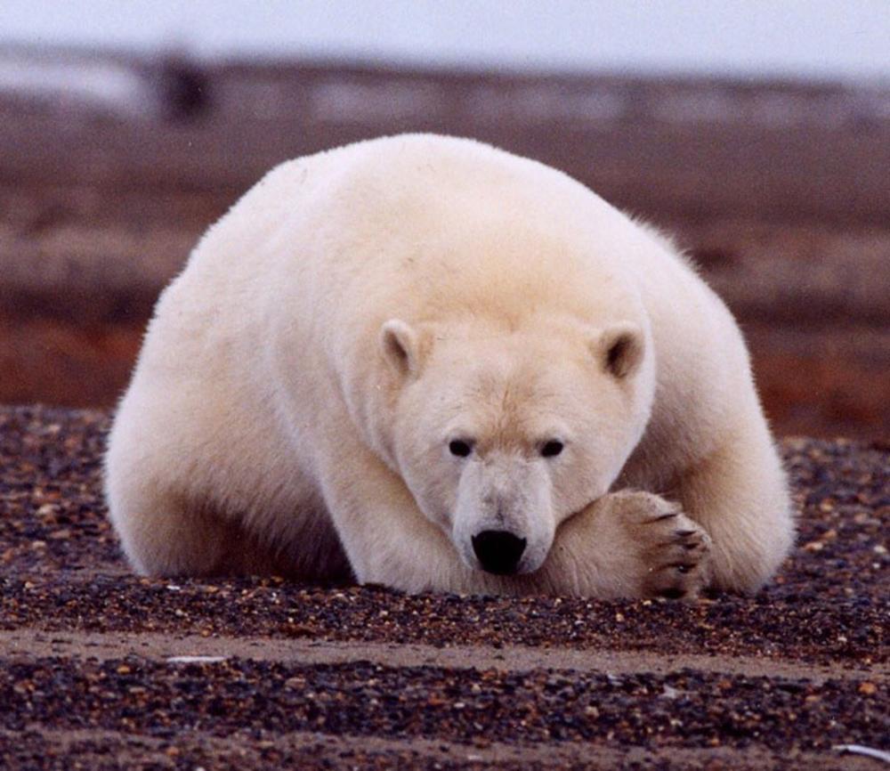 A close-up shot of a large polar bear