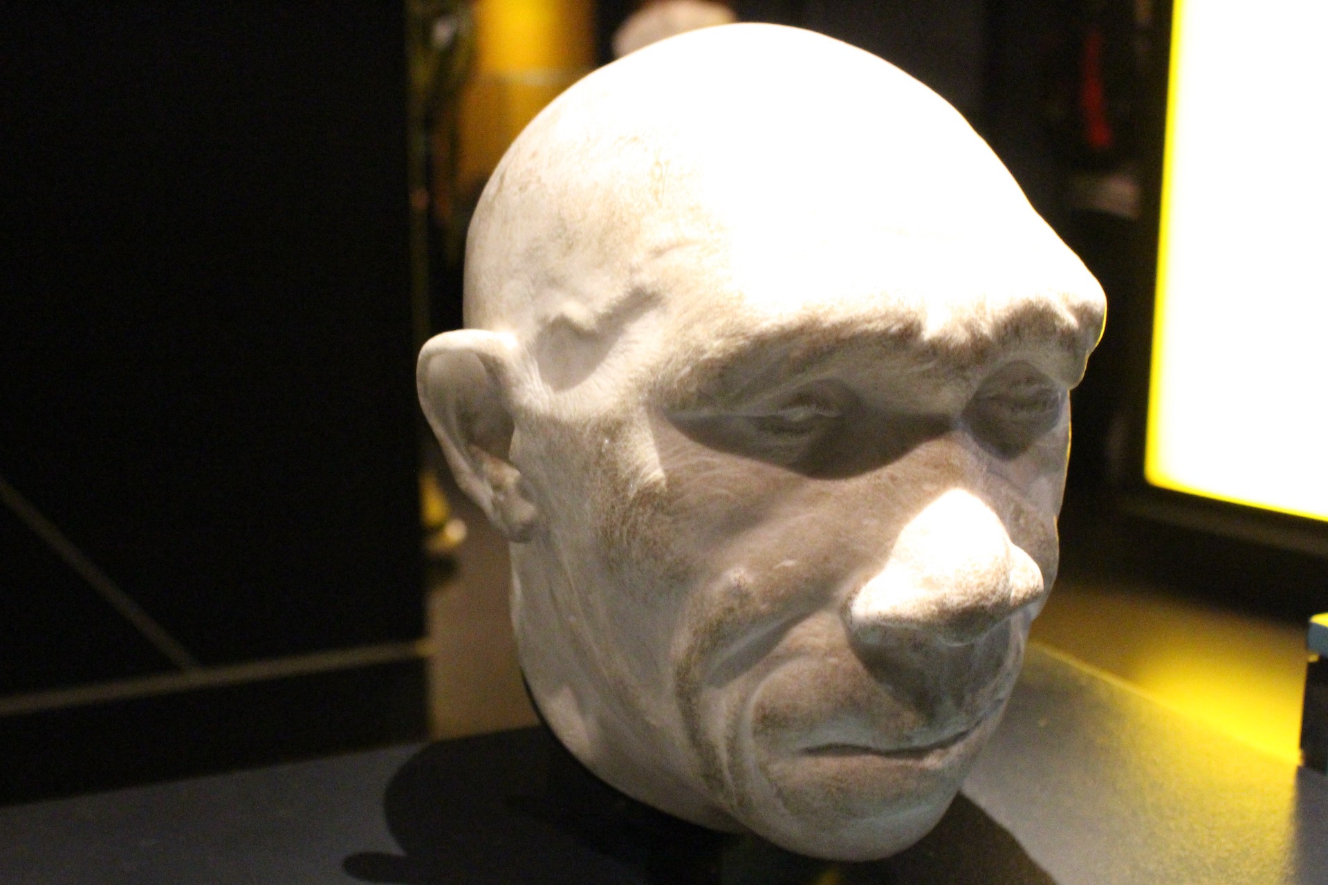 Homo heidelbergensis model in a museum