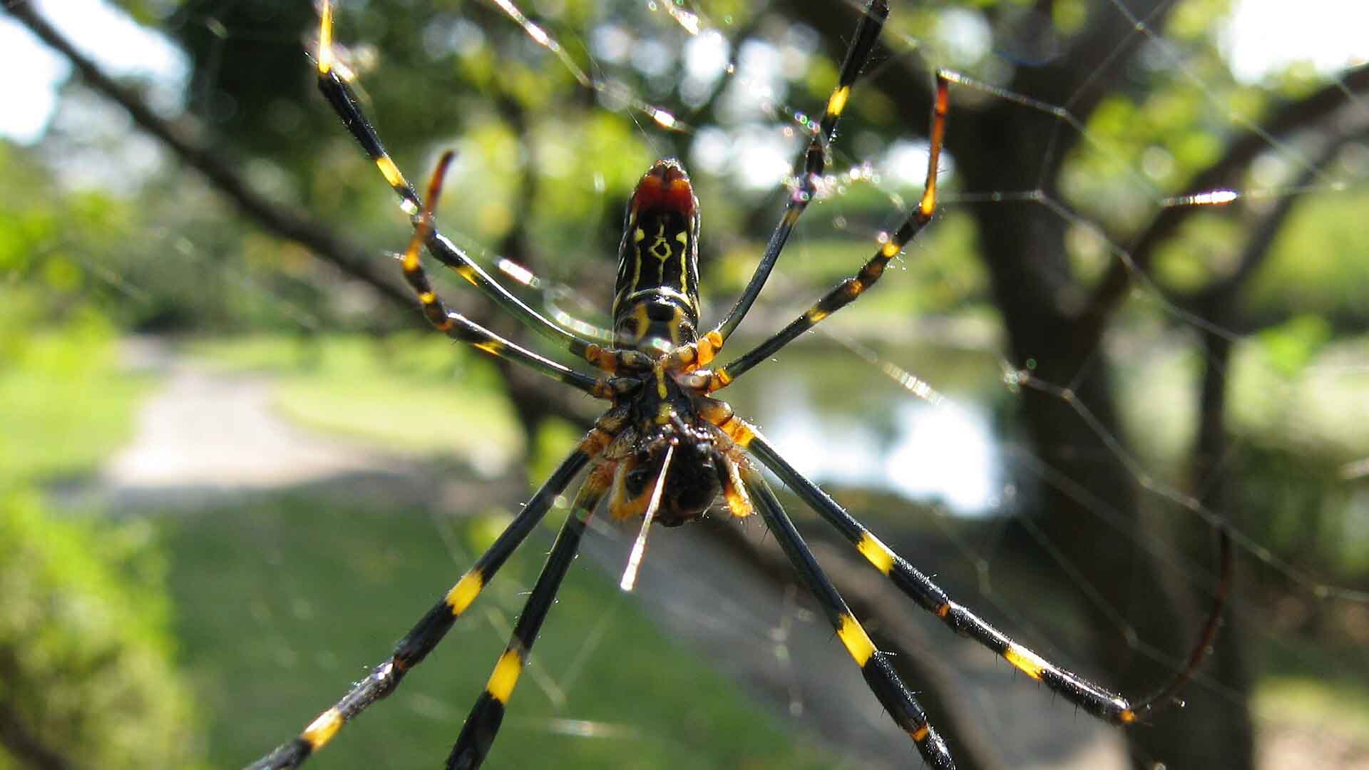 joro spider in web
