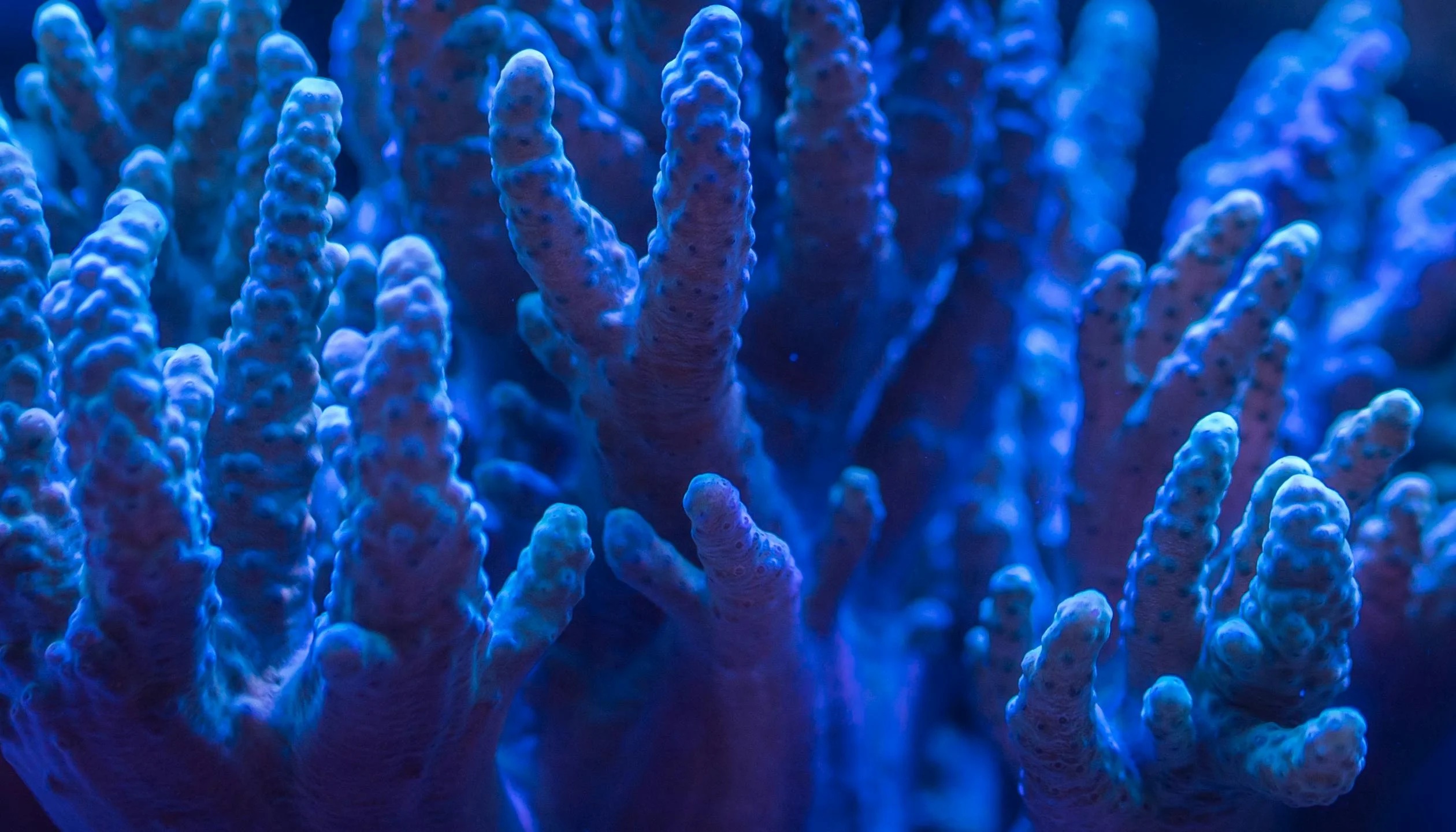 A close up of the corals in the ocean