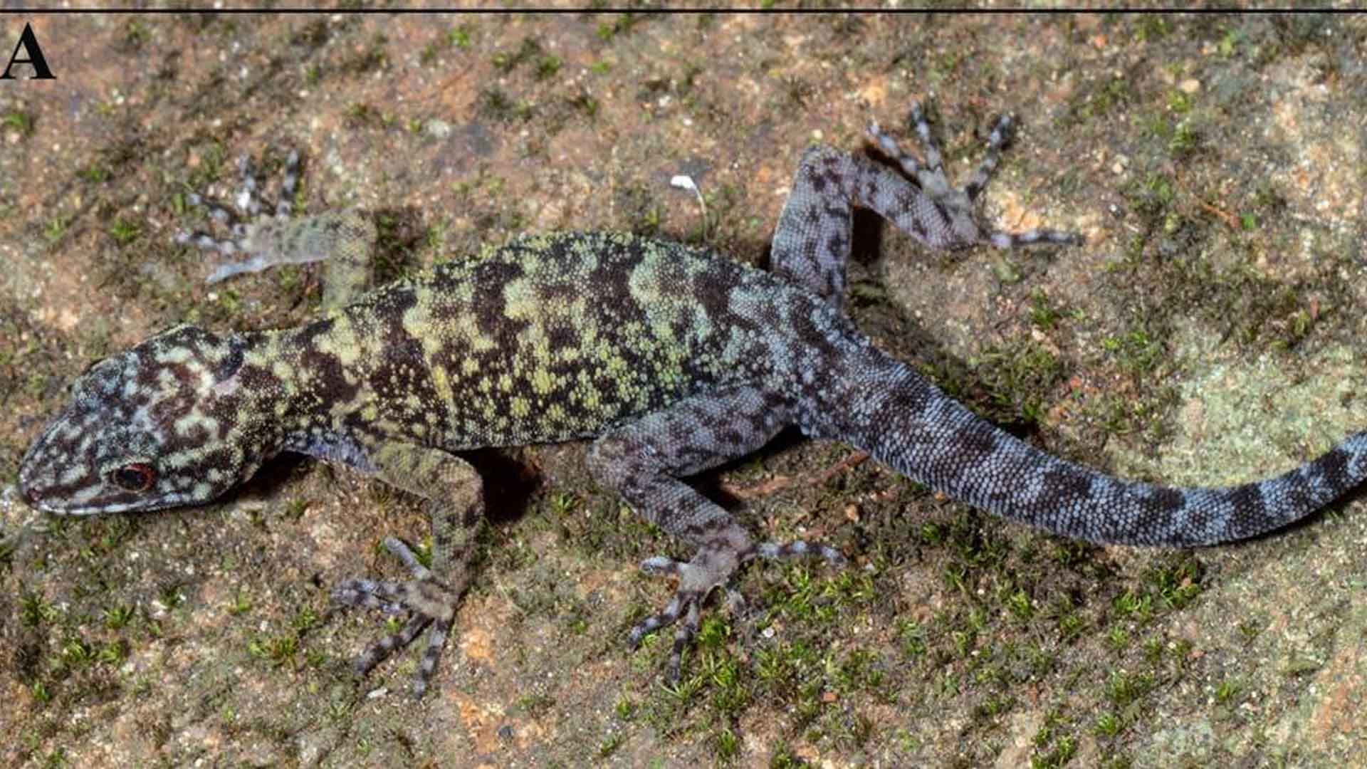 male Cnemaspis anuradhae, or Anuradha’s dwarf gecko.