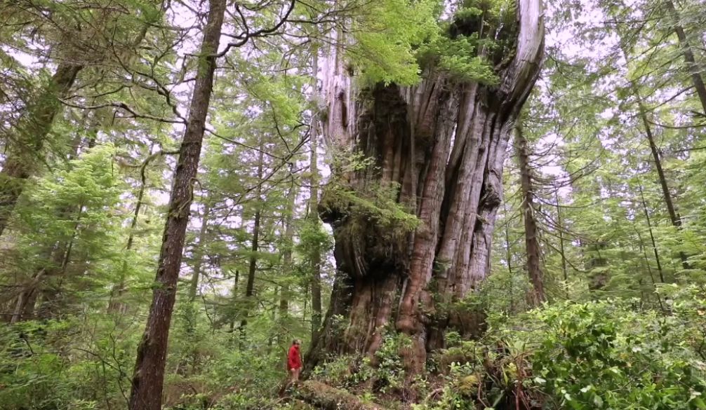 A photograph of a tree hunter gazing at a tall red cedar