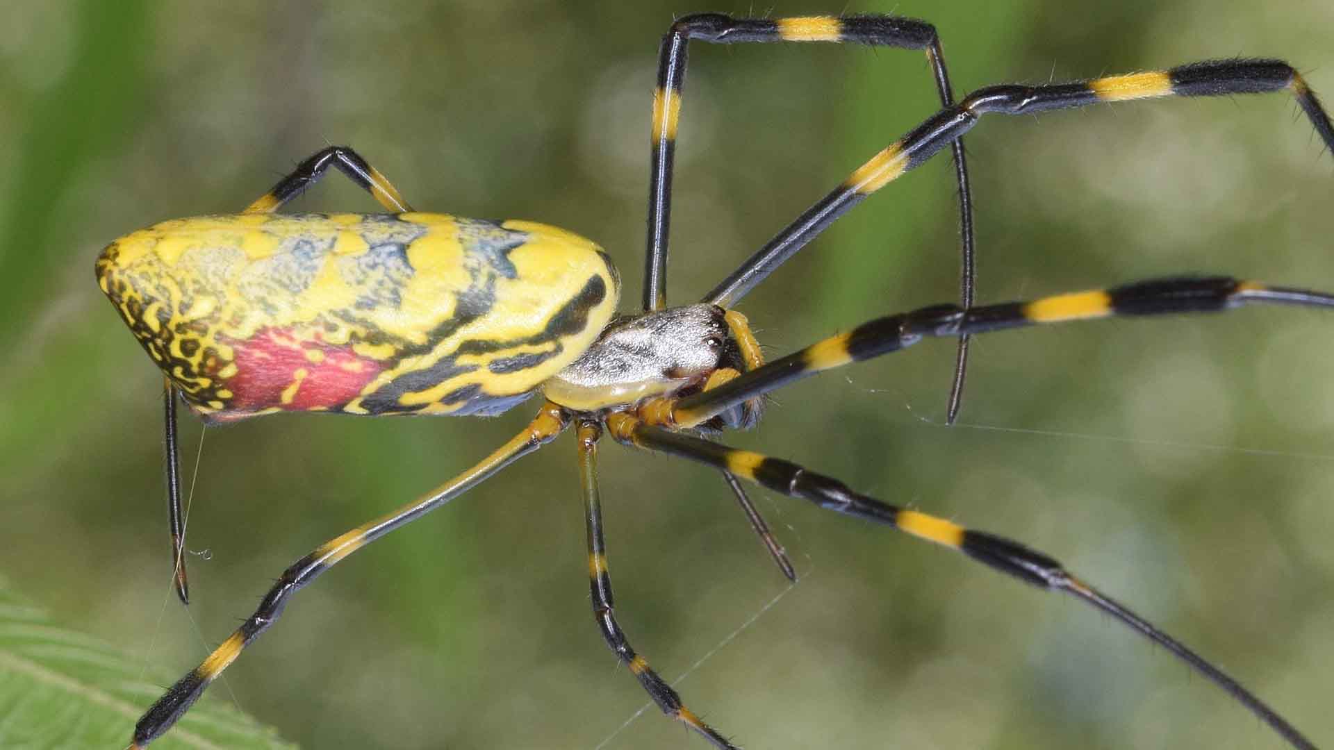 Joro Spider - Trichonephila clavata