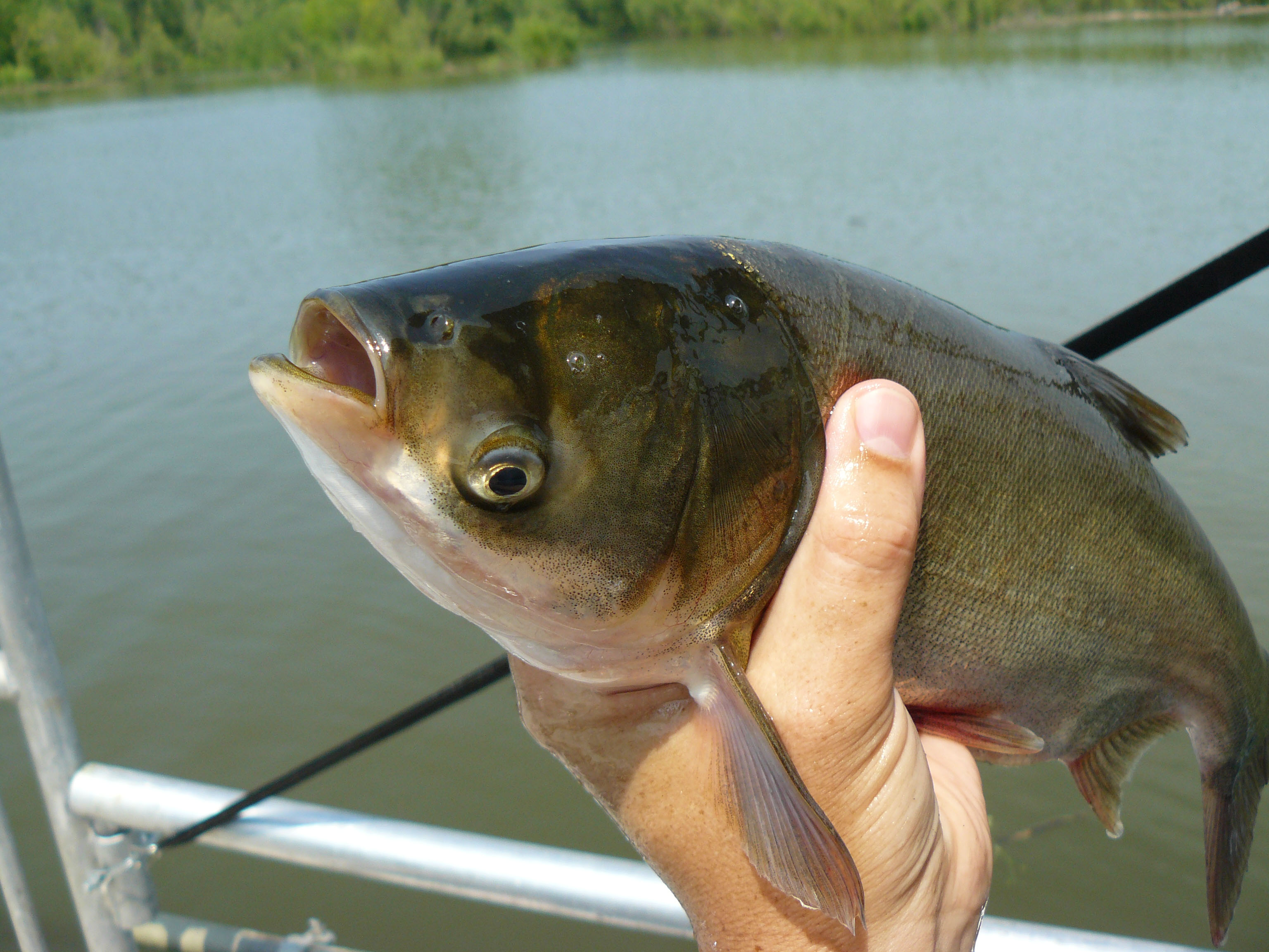 A man holding a silver carp in a boat