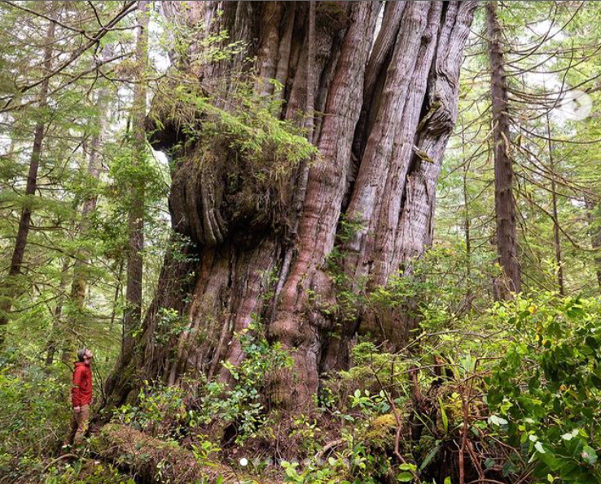 A photograph of the tree hunter Watt staring up at the enormous tree