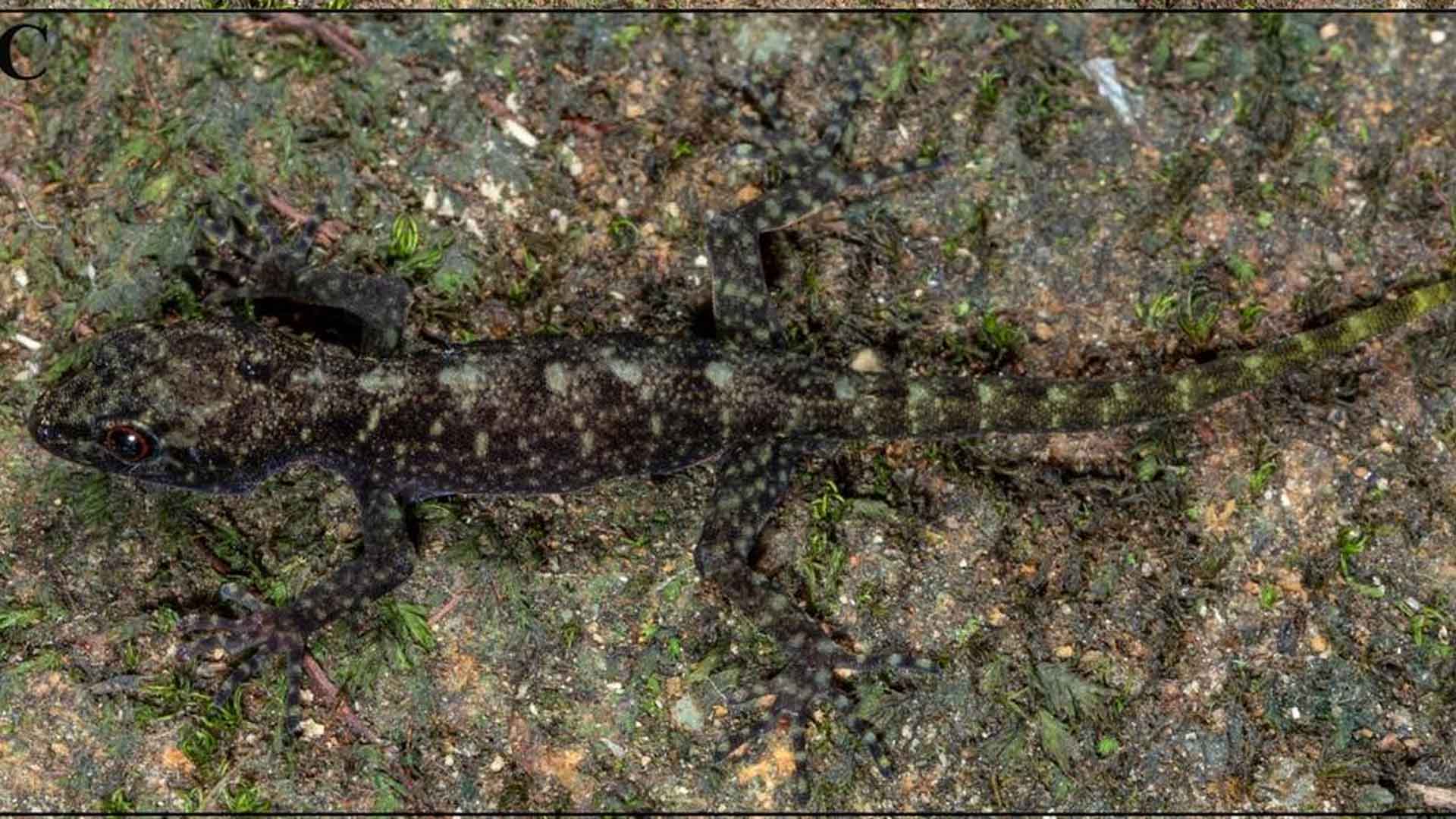 juvenile Cnemaspis anuradhae, or Anuradha’s dwarf gecko.