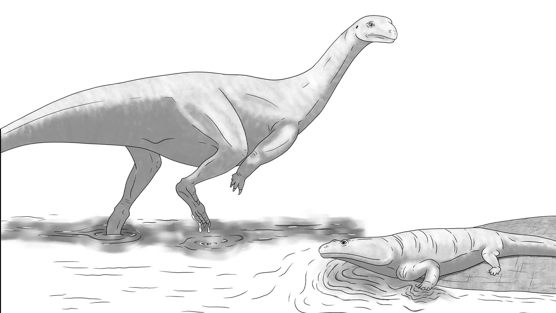 Drawing of Musankwa sanyatiensis