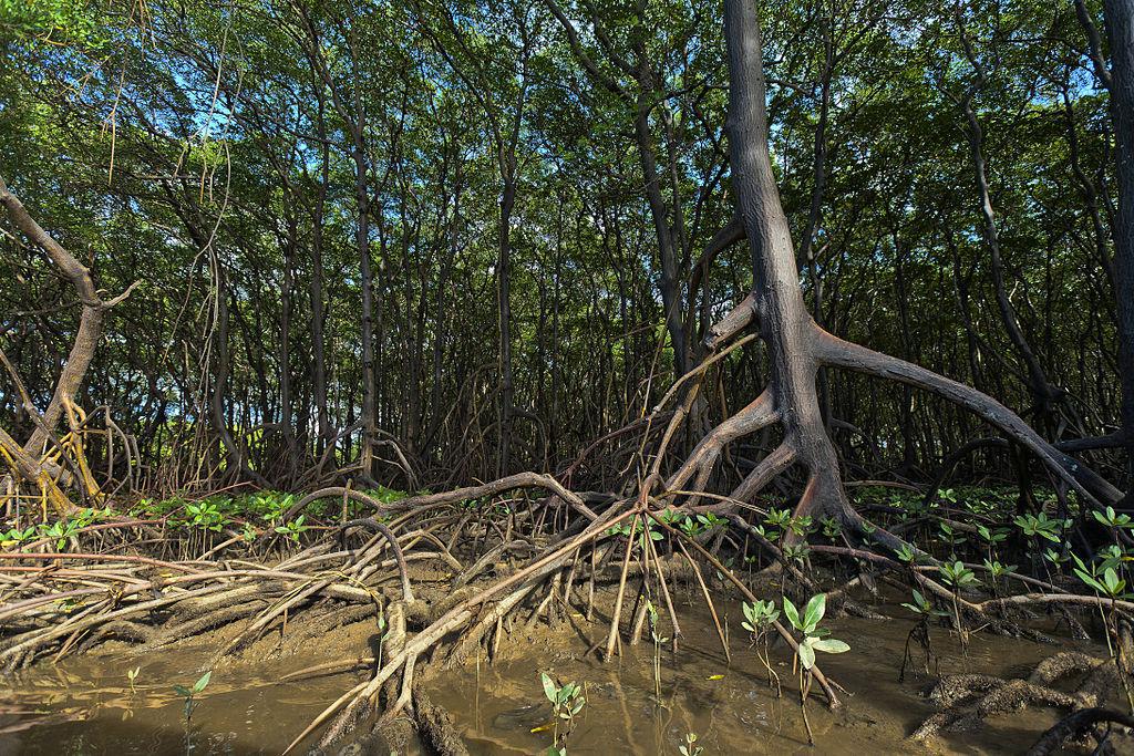 A photograph of several large mangrove trees